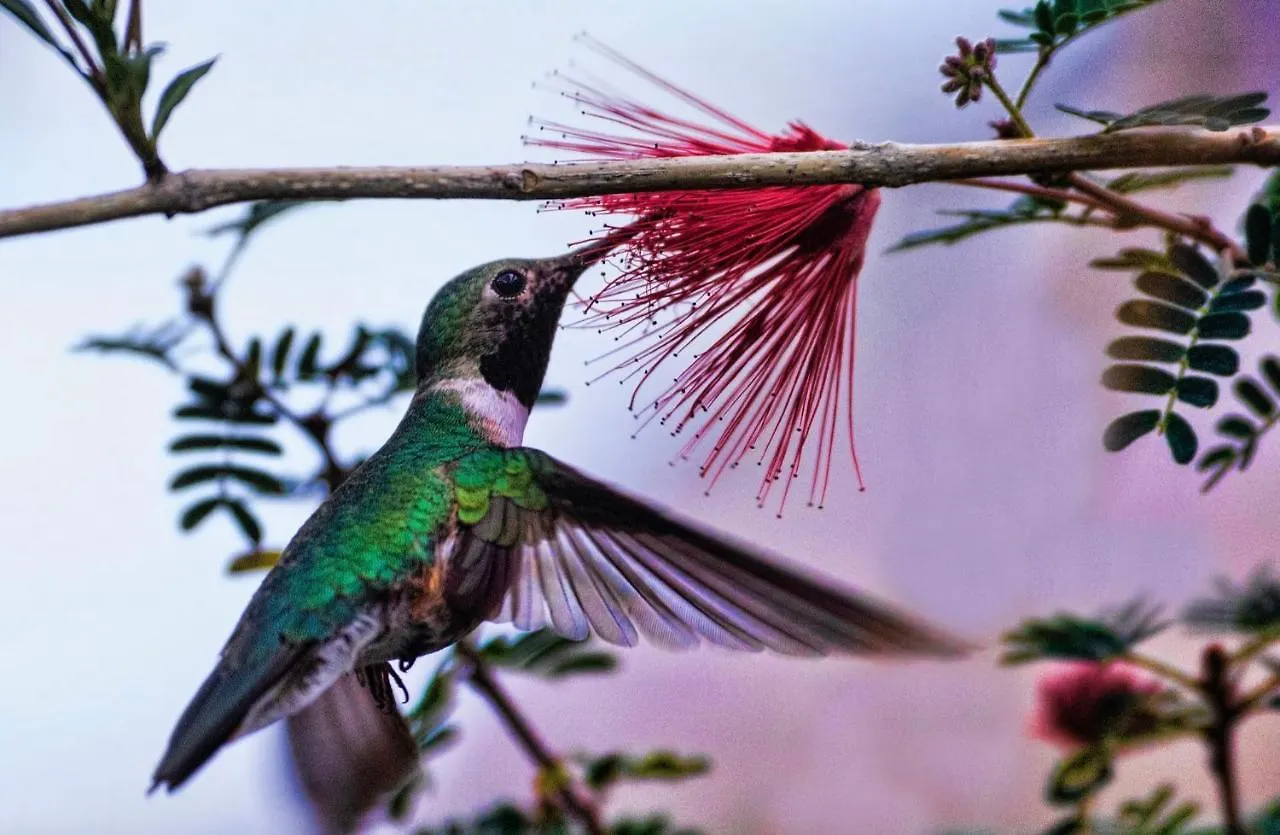 Hummingbird Retreat - Luxury Oceanview Apt, 7-Minute Walk To Beach Ocho Rios Jamaica