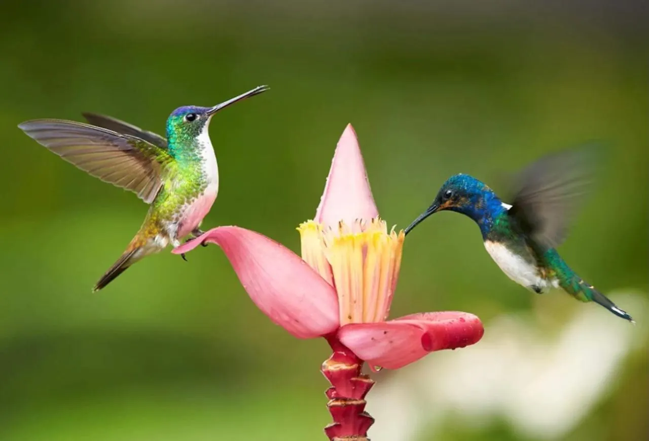 Lejlighed Hummingbird Retreat - Luxury Oceanview Apt, 7-Minute Walk To Beach Ocho Rios